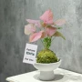 植物办公室桌面空气球