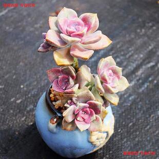 �Ϙ�����ֲ���Ϙ���Ҋ�����҃Ȼ��Gֲ���w���B��Ʒ�߼�����С����