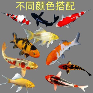 �\���^�p�~���~���~�\�����~�ݽ��~��ˮ�~��ˮ�^�p�~�����~���B