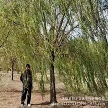 ֱ�N���|�G����ľ�z�^����߅���@�е��䴹�������z�^����G������