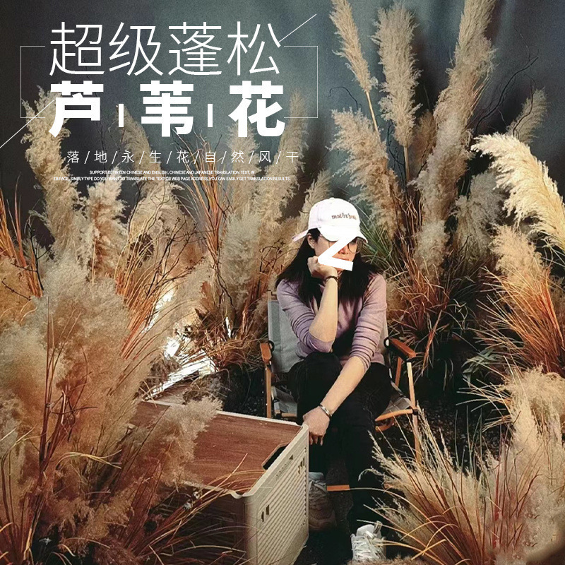 网红芦苇干花花束天然蒲苇客厅摆件超大婚庆拍照装饰仿真永生花|undefined