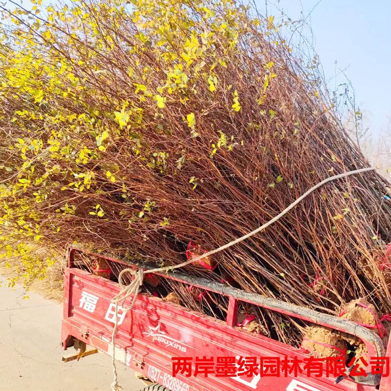 基地批发 园林绿化灌木花木苗木 批发丛生珍珠梅  珍珠梅工程苗