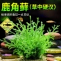 万年水质耐低温鱼缸水草