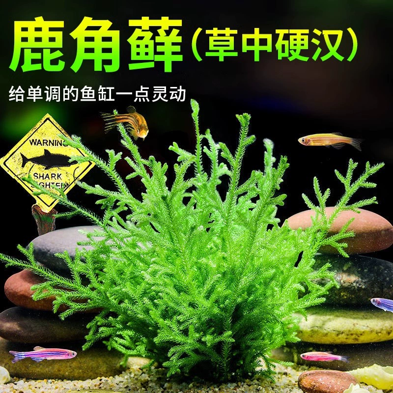 Рога мох Рога Рога Водяная трава Ленивая отрицательная очистка воды