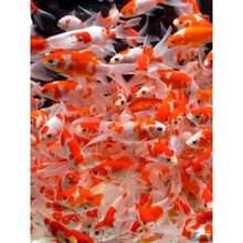 �t�ײݽ��^�p�~���~�ݽ��~��ˮ�~���B�ͻ�С���~��ˮ�~�����~