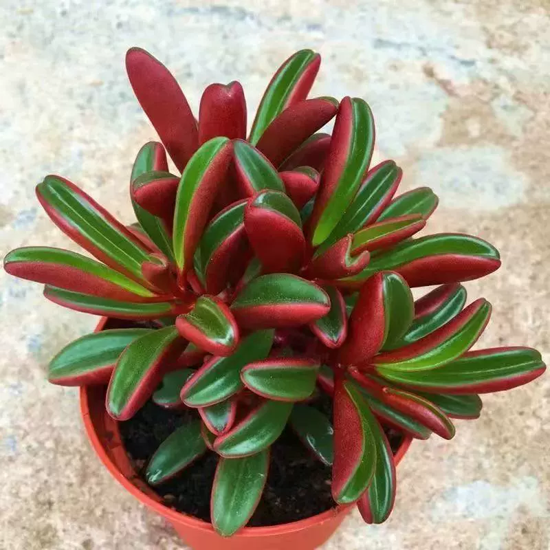 Краснолистный перец, суккулент, старый ствол, зеленый горшок, редкий и дорогой, тепличный микроландшафт, всесезонное горшечное растение.