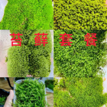 鮮活苔蘚微景觀盆景盆栽水陸缸造景青苔植物假山草diy材料絹花