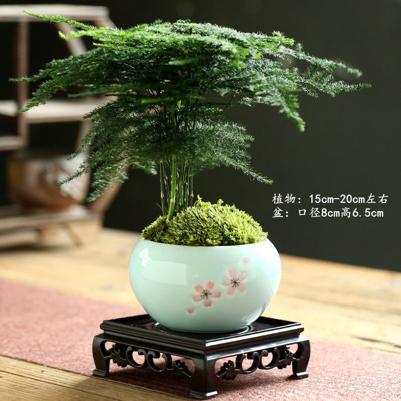 구형 벚꽃 라이트 블루 + 사각형 트레이 + 아스파라거스 심기