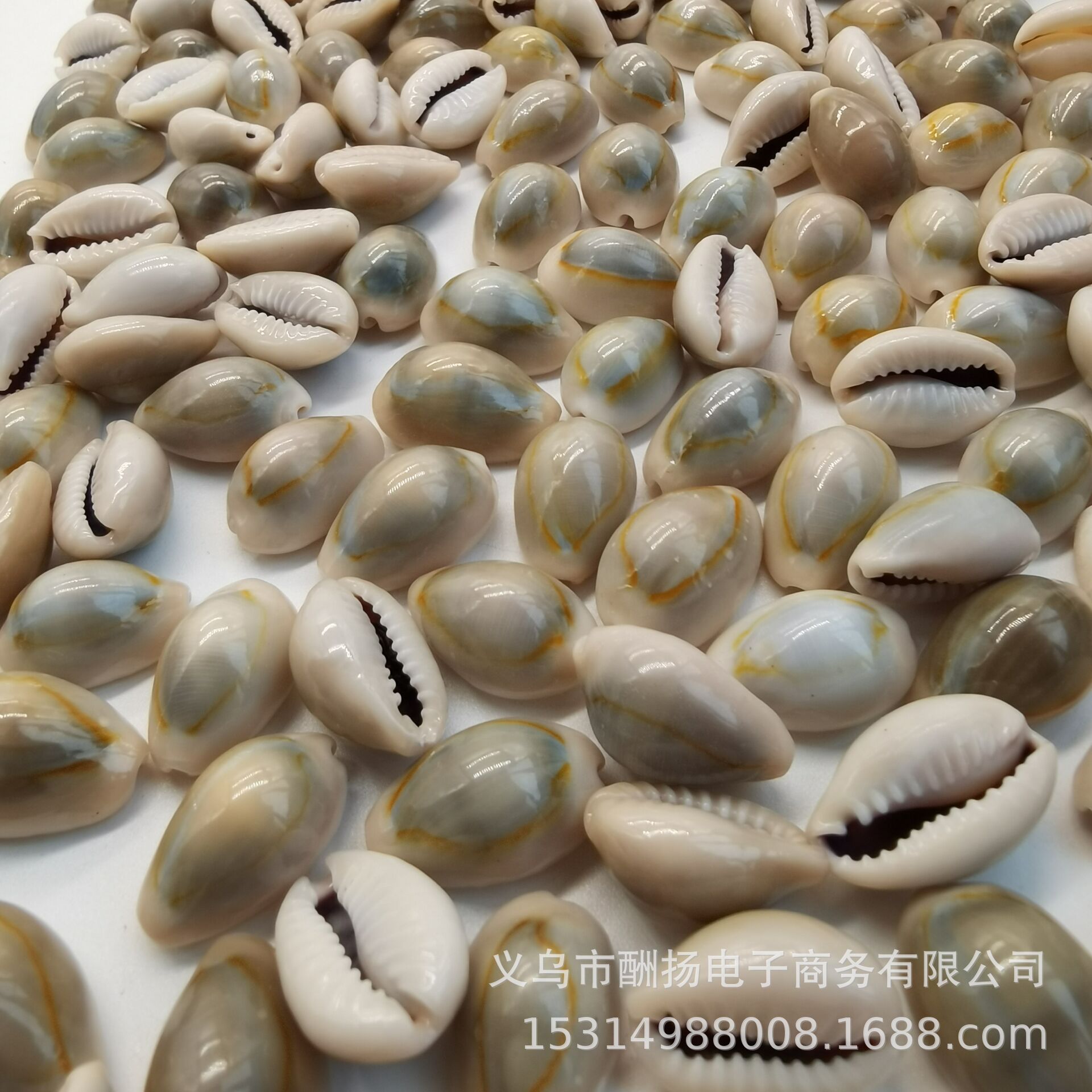 Gray gold-edged snails, one by one