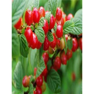 �|��С���Ҙ���ɽ����ë���ҙ��ҹ��������Ե����Ϸ������Nֲ