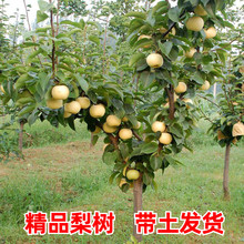 大梨树果苗带土球秋月梨子嫁接苗南方北方沙梨香梨翠冠活苗梨树苗