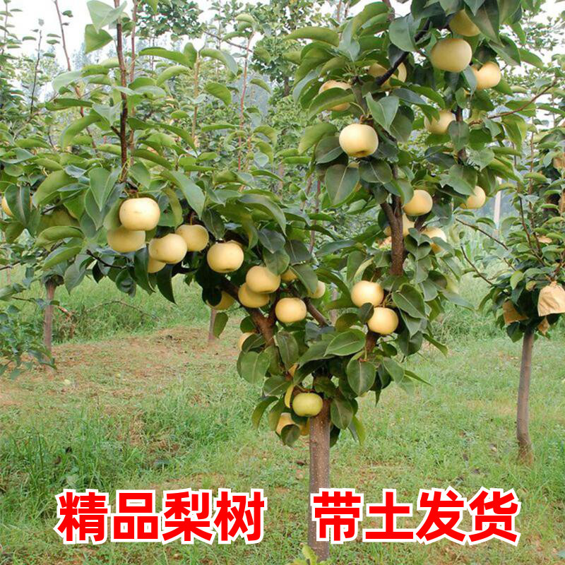 大梨树果苗带土球秋月梨子嫁接苗南方北方沙梨香梨翠冠活苗梨树苗