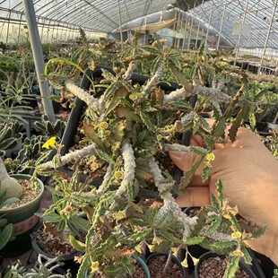 �}�����Ǵ��Euphorbia capsaintemariensis�K����������