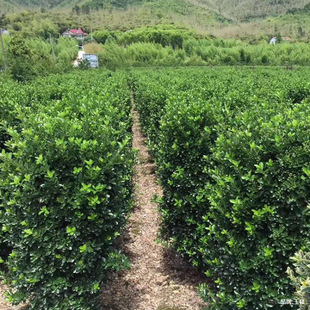 ��ľ ���̾G�� �@���S���� �G�h��ľ���~�S�������@�ֵ��S����