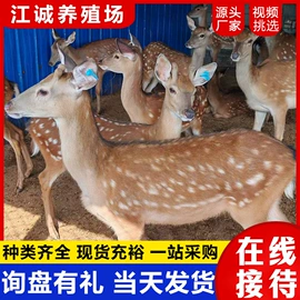 特种兽畜;其他装饰摆件;特种珍禽