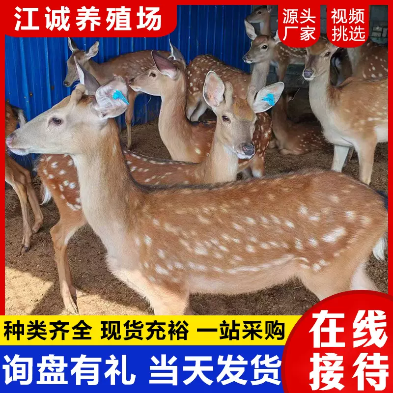 园林观赏互动梅花鹿活体 成年梅花鹿价格 出售梅花鹿幼崽活体