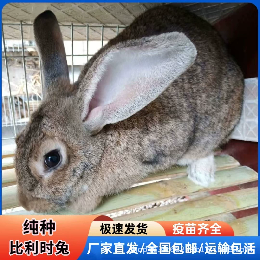 Разведение бельгийских кроликов, крупная ферма по разведению чистокровных бельгийских кроликов, производитель кроликов на свободном выгуле, прямые поставки, технология и консультации.