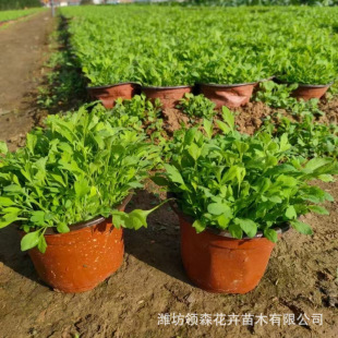 Qingzhou Cultivation Base Wholesale Perennial Cold-Resistant Iceland Poppy Flower Sea Wetland Garden Greening Landscape Florals