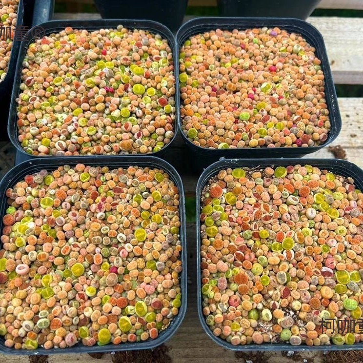 带盆石头多肉花清仓20善良混合家彩色棵基麦0生石花屁股太保懒人
