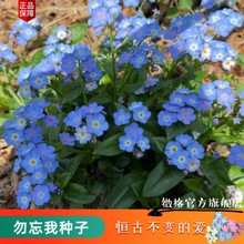 勿忘我花种子勿忘草微格精选花籽四季播种阳台庭院花卉种户外樱花