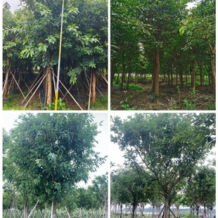 �S����  �V���Ńr�� ���~�� �Ř����