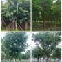 广州基地大叶榕