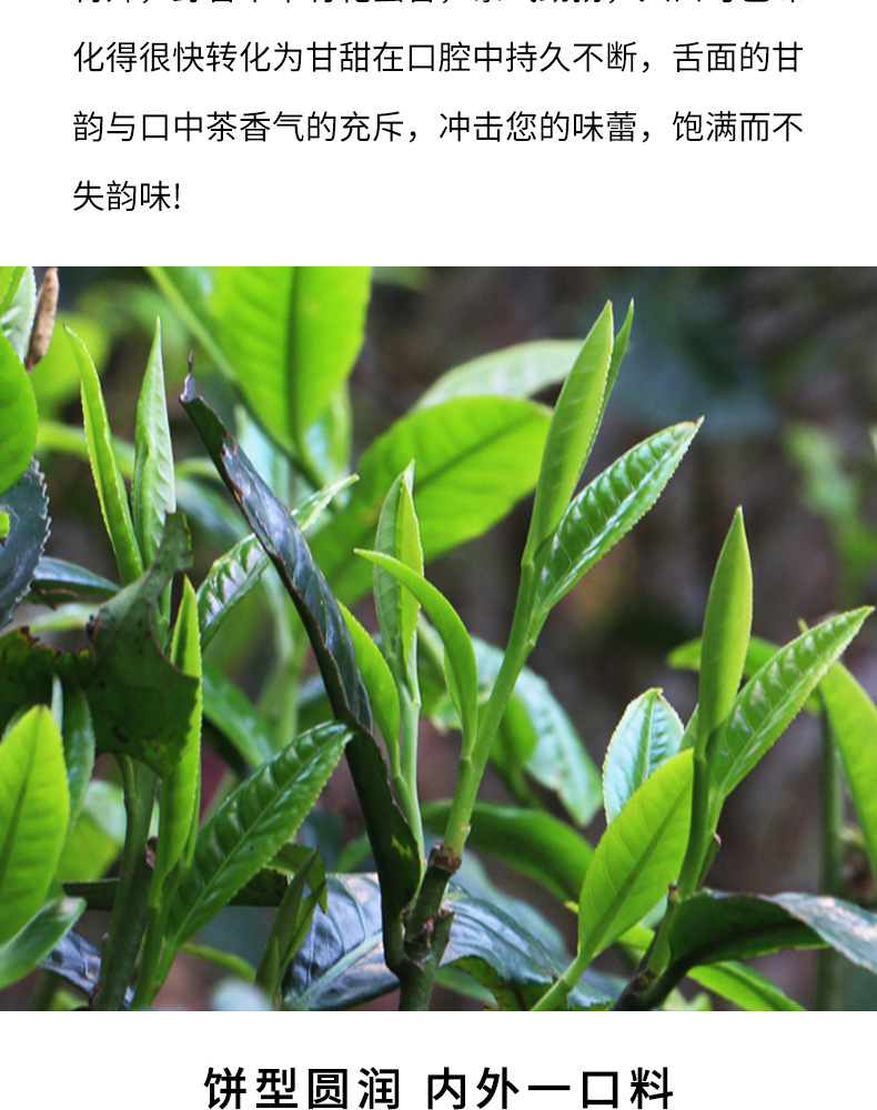 臻承饼茶_04.jpg