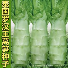 泰国罗汉莴笋种子四季圆叶竹节短粗鸡腿莴笋种籽耐热农家蔬菜种孑