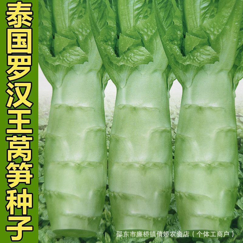 泰国罗汉莴笋种子四季圆叶竹节短粗鸡腿莴笋种籽耐热农家蔬菜种孑