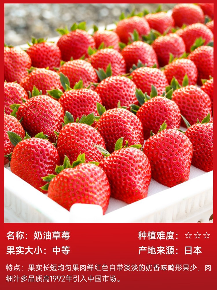 クリームイチゴ6本（土で包んだ生きたもの）と無料肥料