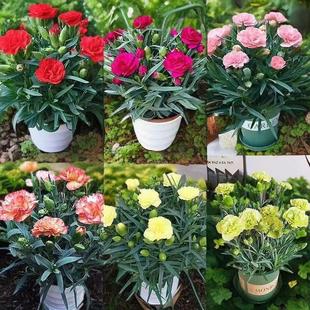 Carnation Potted Plant with Buds, Dianthus Flowers Bloom in All Seasons, Indoor Balcony Living Room Green Plants and Florals Are Easy to Feed and High-End