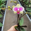 Base direct supply of orchid Phalaenopsis pots, flowers, flowers, flowers, flowers, four seasons flowers, flower resistance transportation