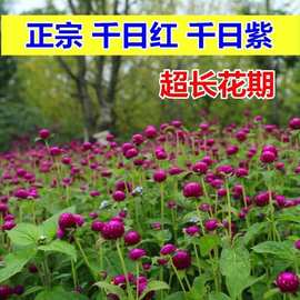 秋季户外绿化千日紫千日红种子耐旱四季花种子庭院易种花籽花草