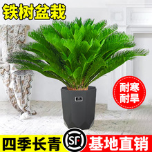 �F�����Դ��;Gֲ�F���҃ȿ͏d�����ļ������͟��׻���B�Gֲ�辰