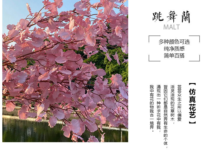 跳舞兰_04.jpg