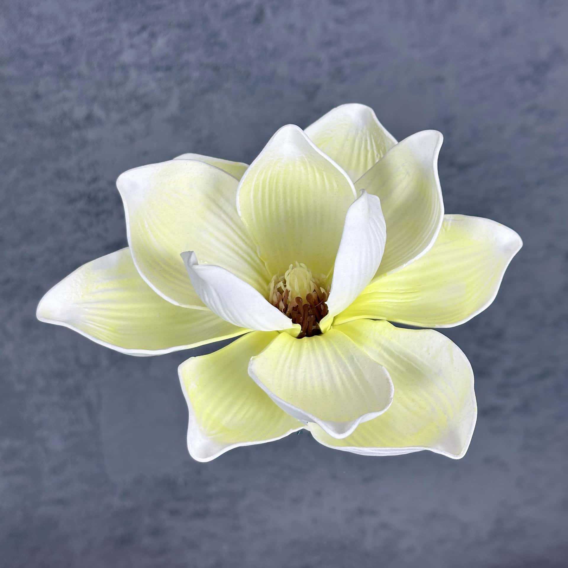 Flor de simulación transfronteriza EVA cabeza de magnolia 13cm tacto tocado kapok decoración decoración decoración flor falsa al por mayor