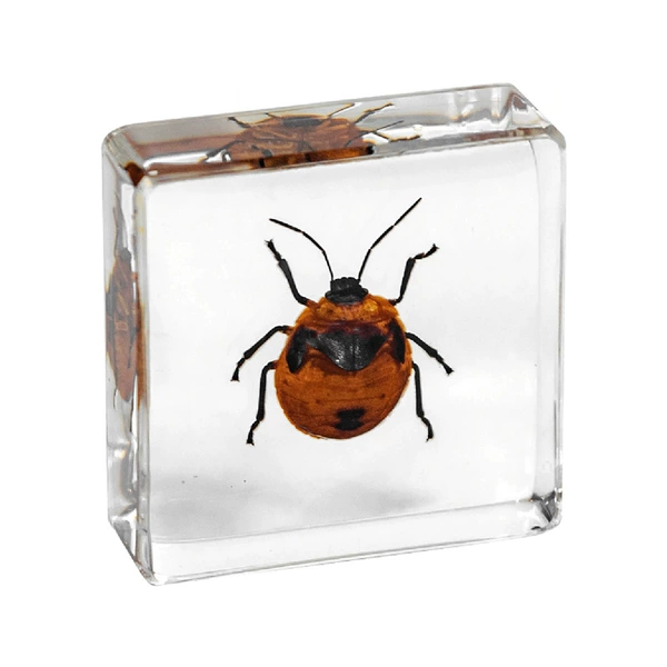 3.8cm small square flower bug