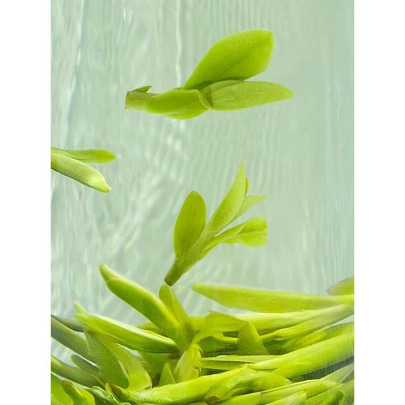 正宗龙井茶叶官方旗舰店2024年新茶特级自己喝明前绿茶雨春茶一级|undefined
