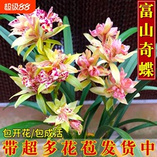 �m�����ļ����m�滨�����F��ɽ���������B�҃�����Gֲ��������