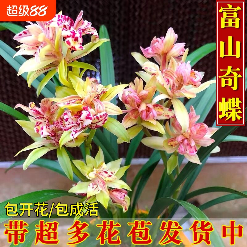 兰花苗四季建兰奇花带花现富山奇蝶浓香好养室内桌面绿植花卉盆栽