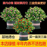 【驱蚊驱虫】金鱼吊兰盆栽室内客厅卧室好养耐热寒花卉绿植吸甲醛