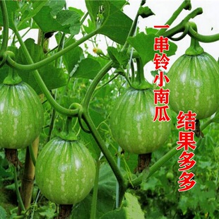 ����С�ϹϷN��һ����Ϲ������ϹϷN������߮a�׷N�ļ��߲˷N��