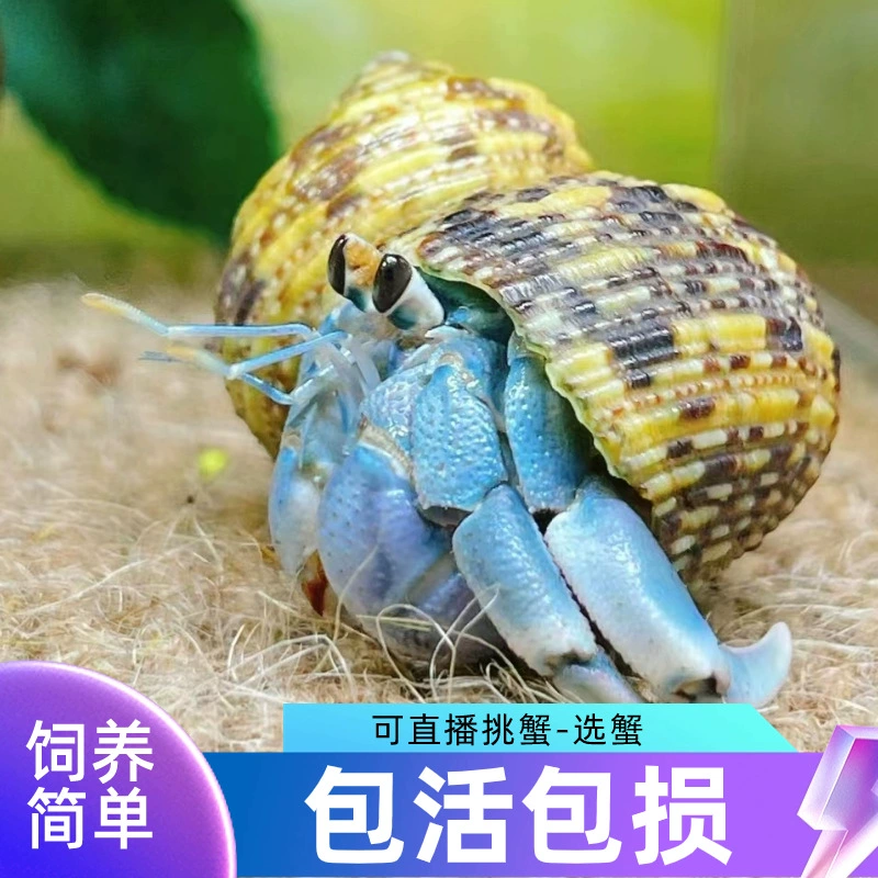 Маленький краб-отшельник, живой краб-отшельник, декоративный краб, подарок на День защиты детей, милый настольный питомец