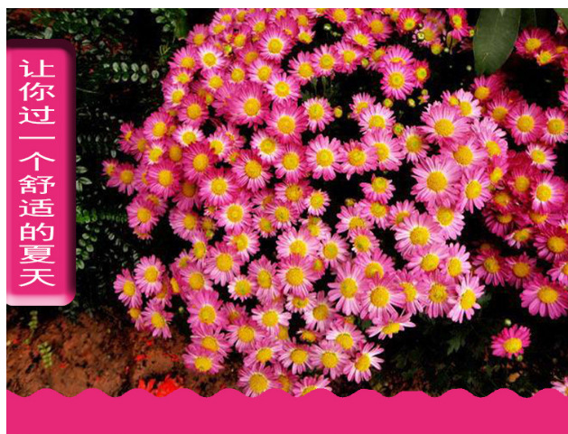 Crisantemo crisantemo semilla de flor de crisantemo pequeña semilla de flor de margarita semilla de planta en maceta de floración de cuatro estaciones semilla de flor de interior y exterior