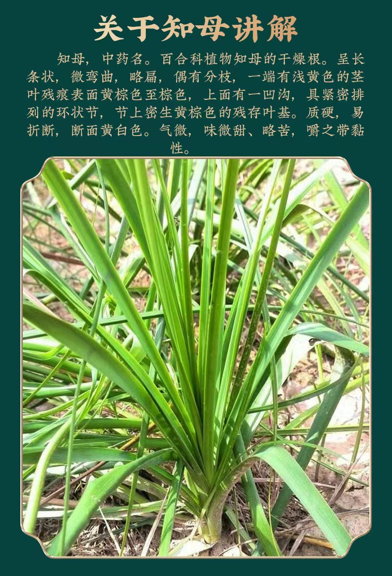 Wild Anemarrhena Rhizome Zhi Mu 500g Sulfur-Free Dried Herb Slices for Decoction key features