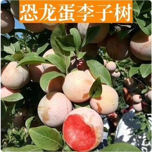 ���������Ә����Ϸ���������ͥԺ�Nֲ�����̨�޽ӹ��������Ә���