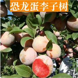 恐龙蛋李子树苗南方北方地栽庭院种植盆栽阳台嫁接果树苗李子树苗