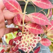 �K�����m�����ﶬ���~����׃�t�����Gֲ�����̨�͏dֲ����B׃ɫ