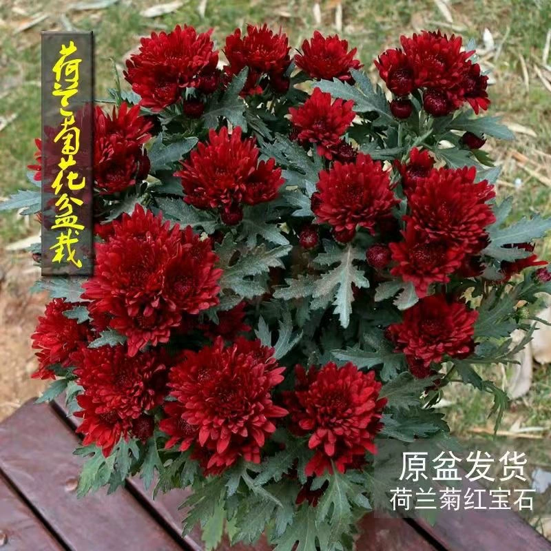 Доставляется с цветами, голландские хризантемы, импортные рассада хризантем, морозостойкие и легко живущие, цветут в любое время года, комнатные и уличные зеленые растения в горшках на балконе.