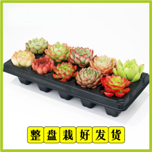 ����ֲ���ײͺ����莧������M���҃�С���Ծ�Ʒ���B���ܾGֲ�F؛